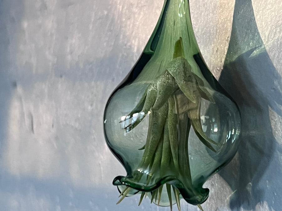 Handblown Glass Air Plant Holder - Jellyfish Design - Art Glass Haven