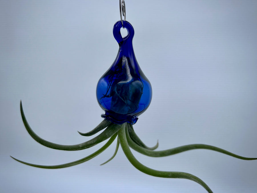 Handblown Glass Air Plant Holder - Jellyfish Design