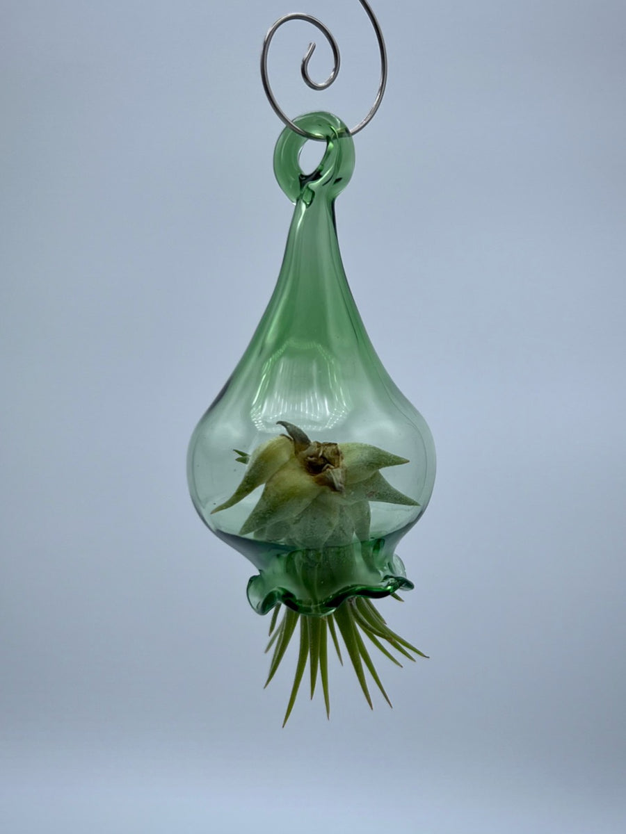 Handblown Glass Air Plant Holder - Jellyfish Design